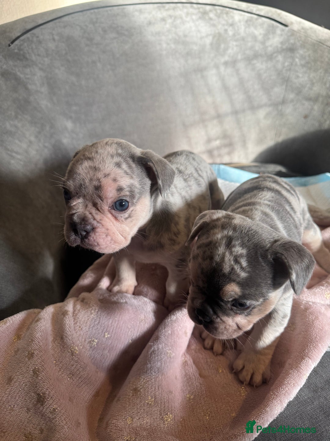 French Bulldog dogs for sale: 🐶 Stunning Merle Lilac Fawn French Bulldogs - Advert 10