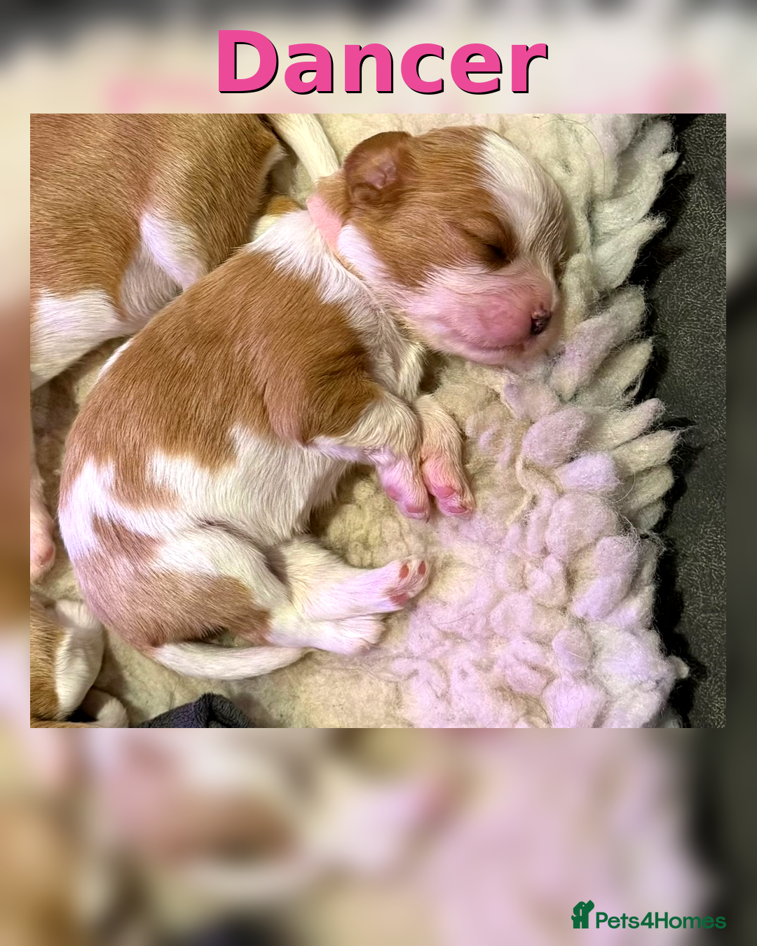 Cavalier King Charles Spaniel dogs for sale: King Charles Cavalier Puppies 5⭐️Breeder Blenheim - Advert 15