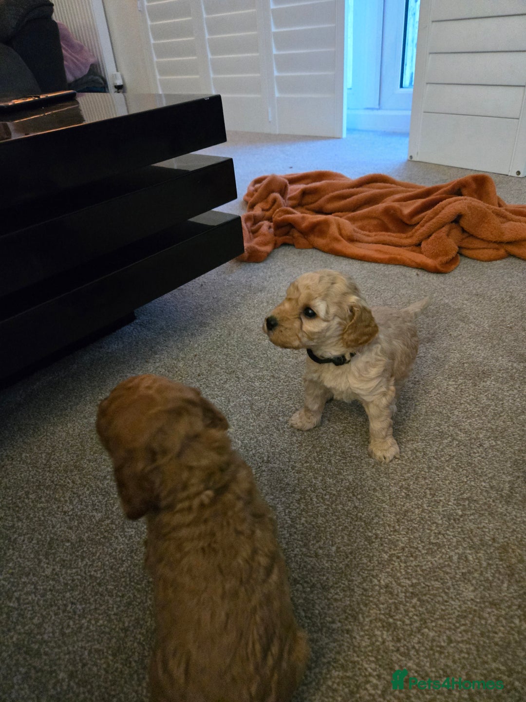 Cockapoo dogs for sale: 6 male Cockapoo puppies. Ready 13th Jan.  - Advert 3