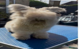 Angora rabbits for sale: Angora bunnies. 20.07.25 8 weeks old   - Image 13
