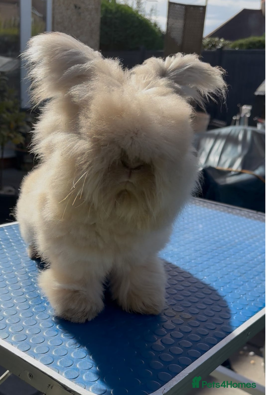 Angora rabbits for sale: Angora bunnies. 20.07.25 8 weeks old   - Image 13