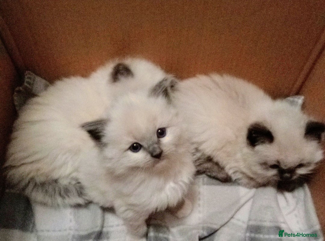 Ragdoll cats for sale:  😍🐾😻ragdolls😍🐾😻  - Advert 4