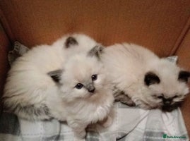 Ragdoll cats RAGDOLL KITTENS 100% PUREBRED STOKE - Advert 2