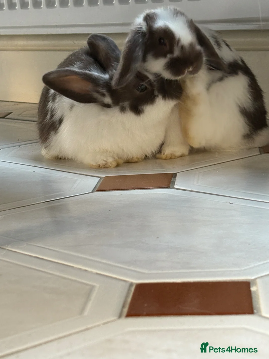 Mixed Breed rabbits for sale: 2 Female Rabbits - Advert 4