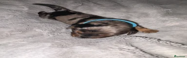 Light blue light Merle boy 
