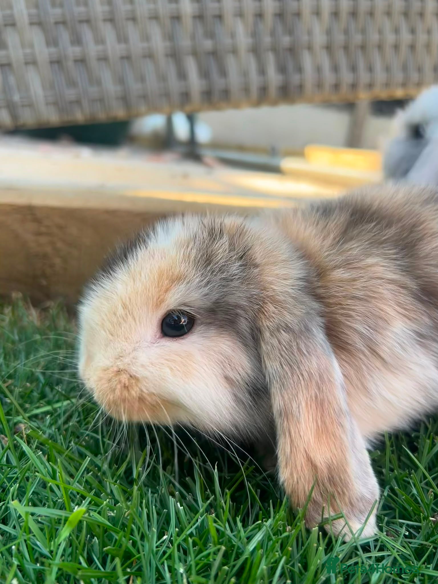 Mini Lion Lop rabbits lop x Lion head baby bunnies  - Advert 2