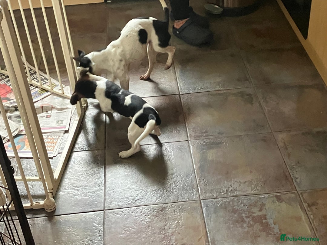 Jack Russell dogs for sale: Jack Russell  - Advert 8