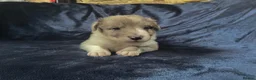 Border Collie dogs for sale: Border Collie Pups - Advert 26
