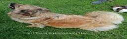 Mixed Breed dogs for sale: Exceptional Papillon × Mittel Spitz Puppies in Wisbech - Advert 10