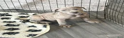 Cane Corso dogs for sale: Cane corso pups ready now  in Dereham - Advert 17