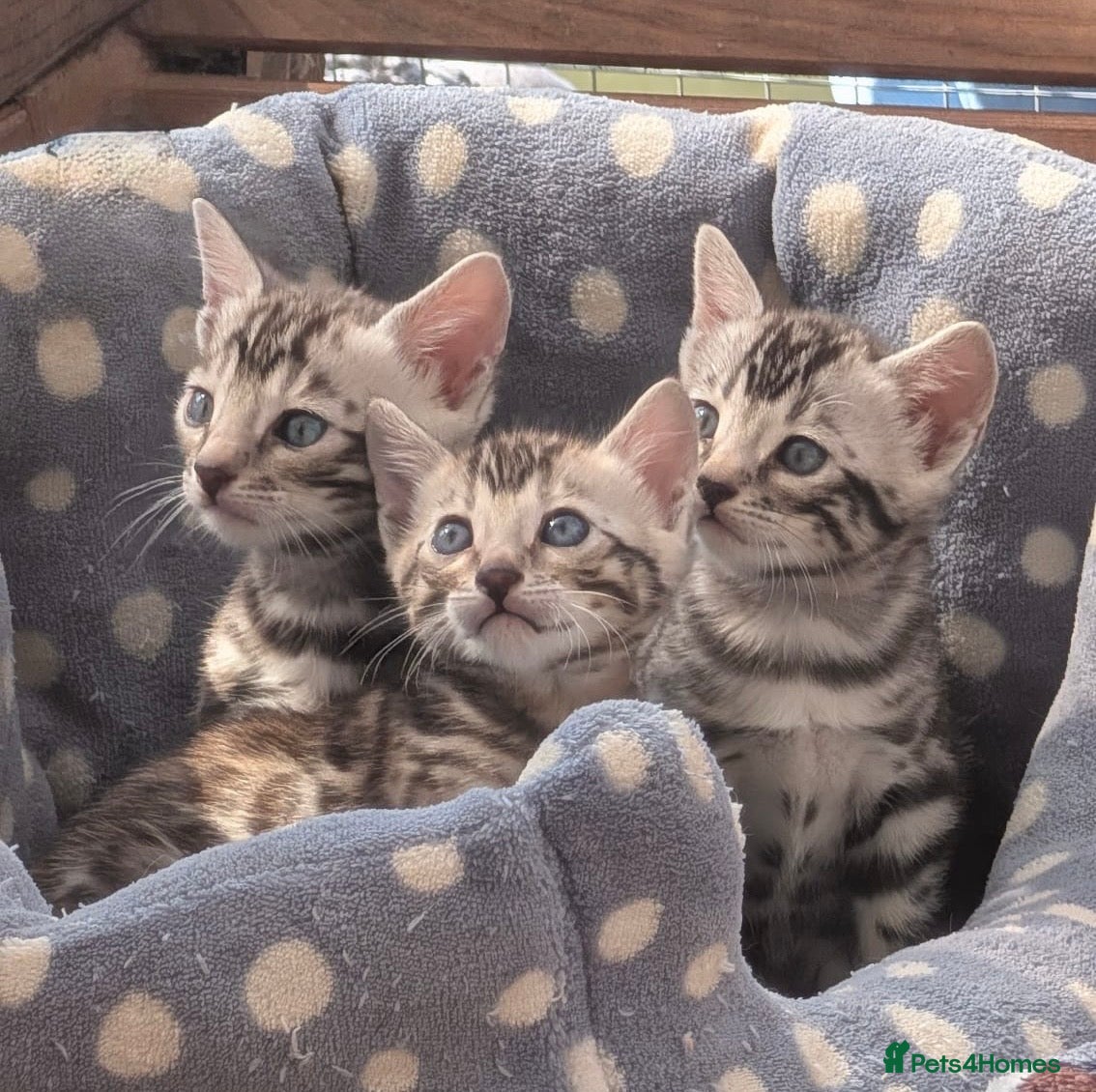 Bengal cats Stunning silver bengals. TICA reg & health tested - Advert 2
