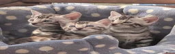 Bengal cats for sale: Stunning silver bengals. TICA reg & health tested - Advert 5