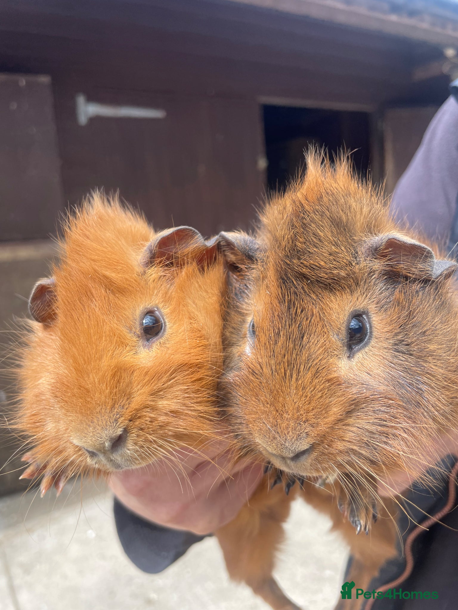 Guinea Pig rodents for sale: Beautiful Baby Guinea Pig Boy Pairs  - Advert 1
