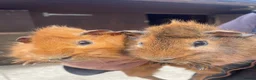 Guinea Pig rodents for sale: Beautiful Baby Guinea Pig Boy Pairs  - Advert 1