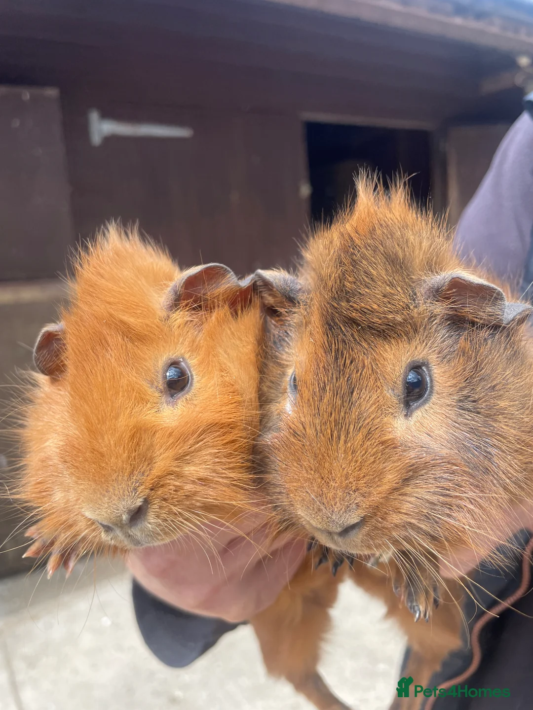 Guinea Pig rodents for sale: Beautiful Baby Guinea Pig Boy Pairs  - Advert 1