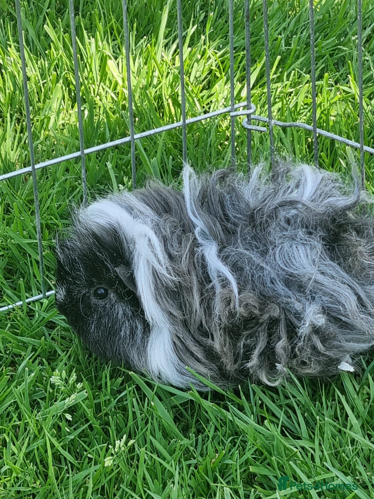 Guinea Pig rodents Lovely lunkayara and californian sows - Advert 1