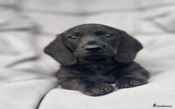 Dachshund dogs for sale: KC Standard Brindle Dachshund puppy/girl - Image 4