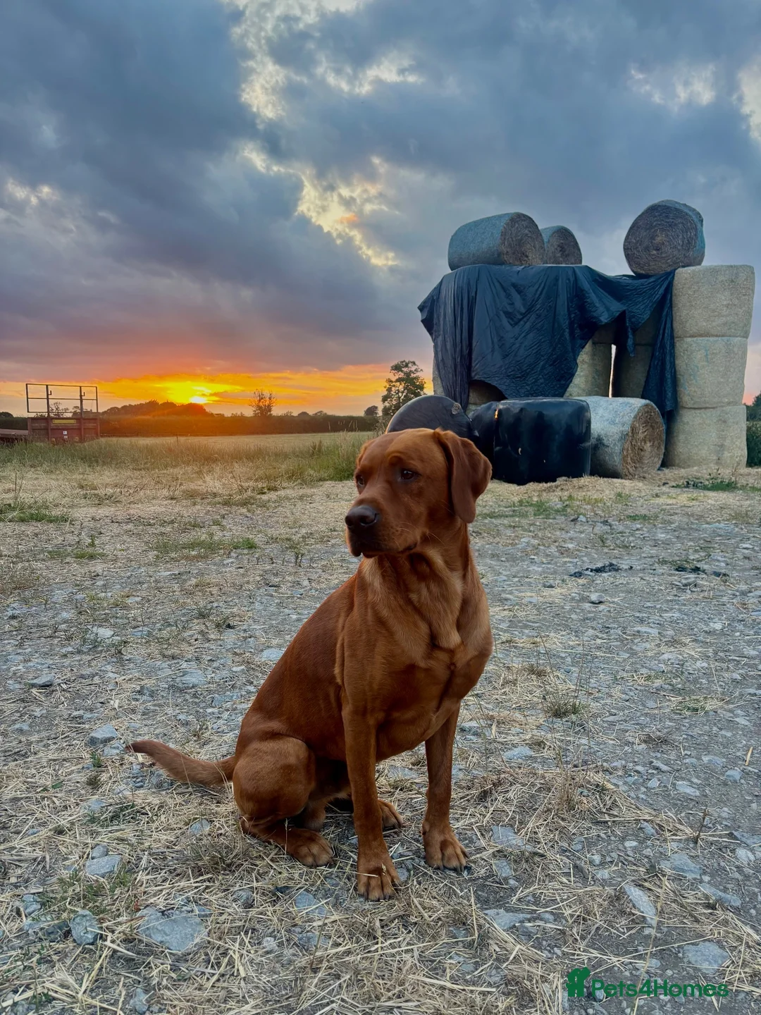 Labrador Retriever dogs for stud: Red fox Labrador for stud  in Northallerton - Advert 2