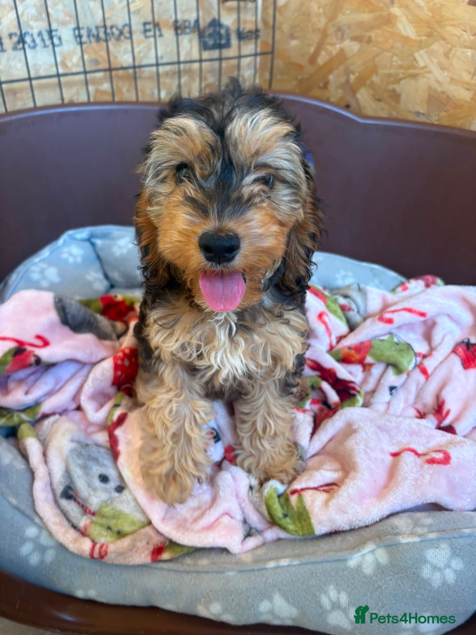 Cockapoo dogs Last two cockerpoo puppies remaining - Advert 1