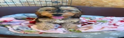 Cockapoo dogs for sale: 🐶1 adorable girl remaining 🐶 - Advert 1