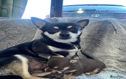 Chihuahua dogs for sale: Chocolate & tan female - Image 10
