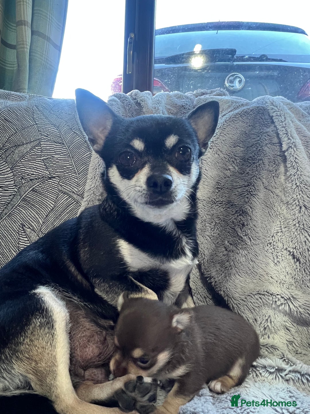 Chihuahua dogs for sale: Chocolate & tan female - Image 10
