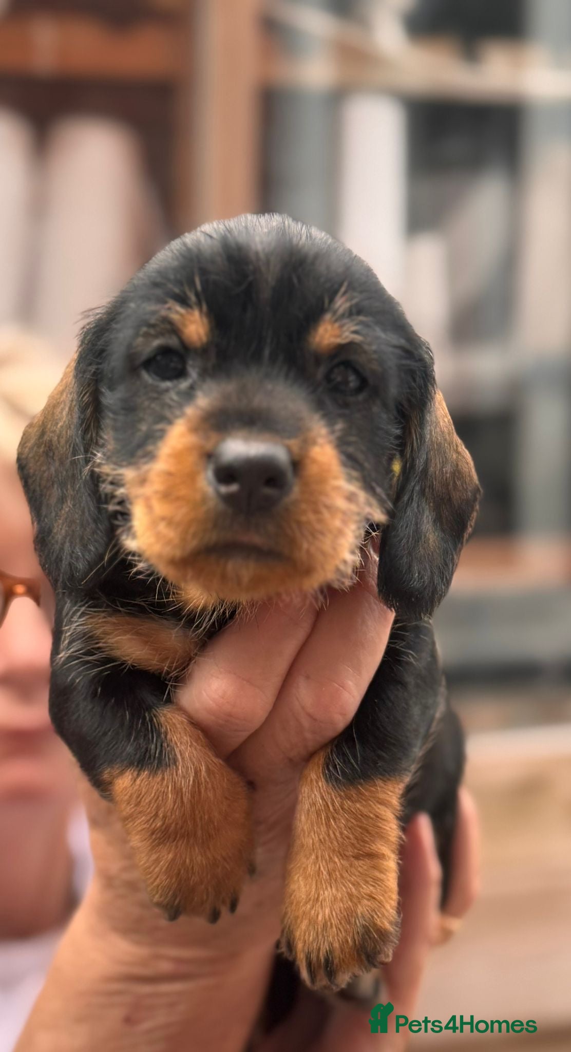 Dachshund dogs Dachshund Wire-haired kc  puppy’s wild bore !  - Advert 9