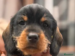 Dachshund dogs Dachshund Wire-haired kc puppy’s wild bore ! - Advert 5