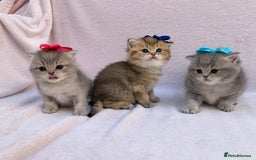 British Shorthair cats for sale: 💕Pedigree GCCF blue golden British shorthair - Image 13