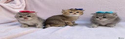 British Shorthair cats for sale: 💕Pedigree GCCF blue golden British shorthair - Advert 13
