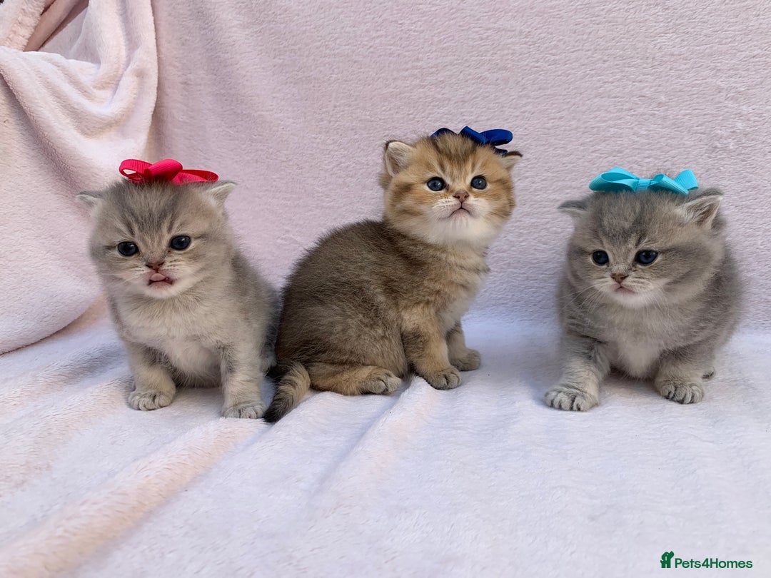 British Shorthair cats for sale: 💕Pedigree GCCF blue golden British shorthair - Image 13