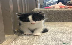 Mixed Breed cats for sale: 3 kittens for sale.  - Image 1