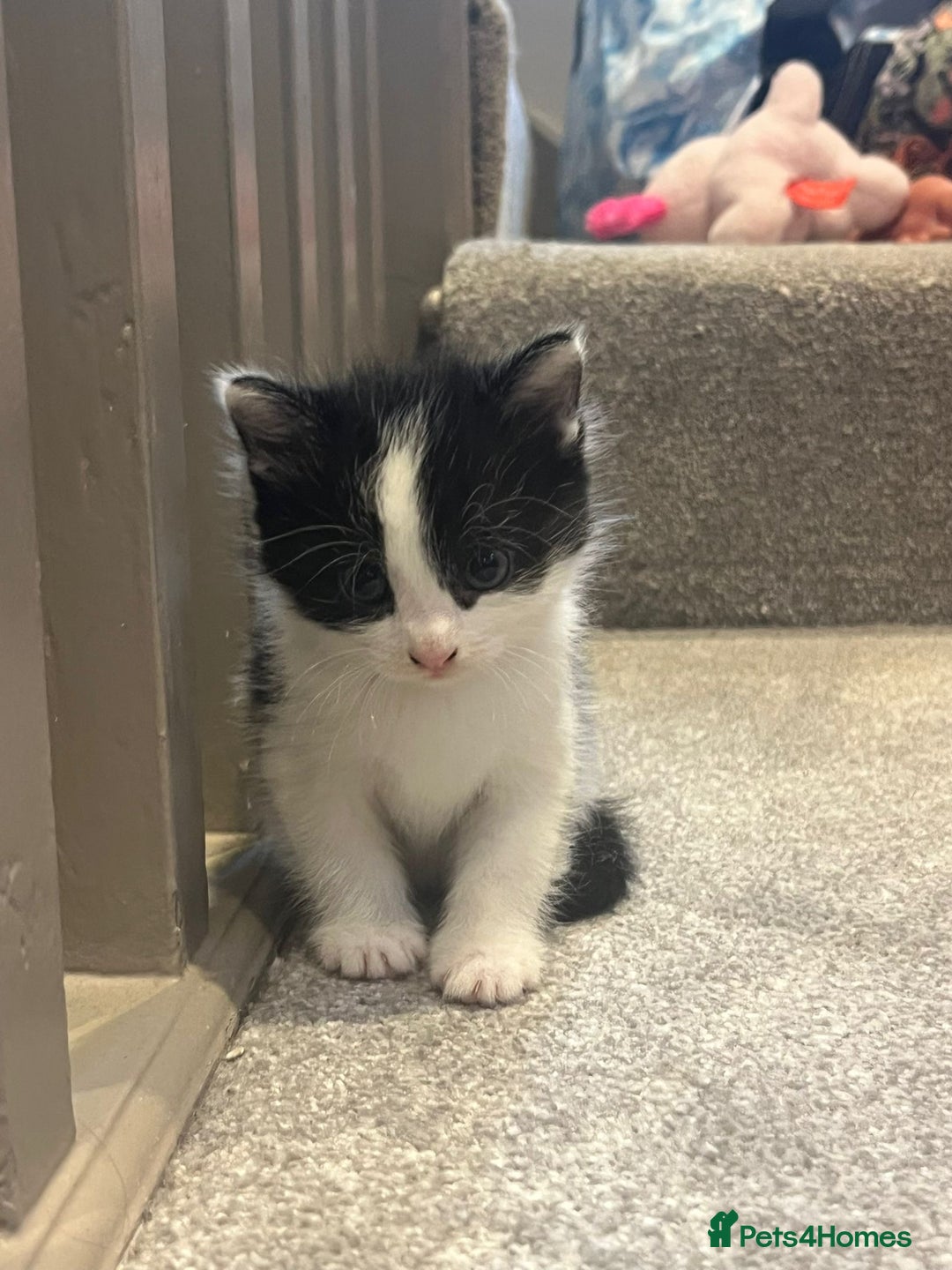 Mixed Breed cats for sale: 3 kittens for sale.  - Image 1