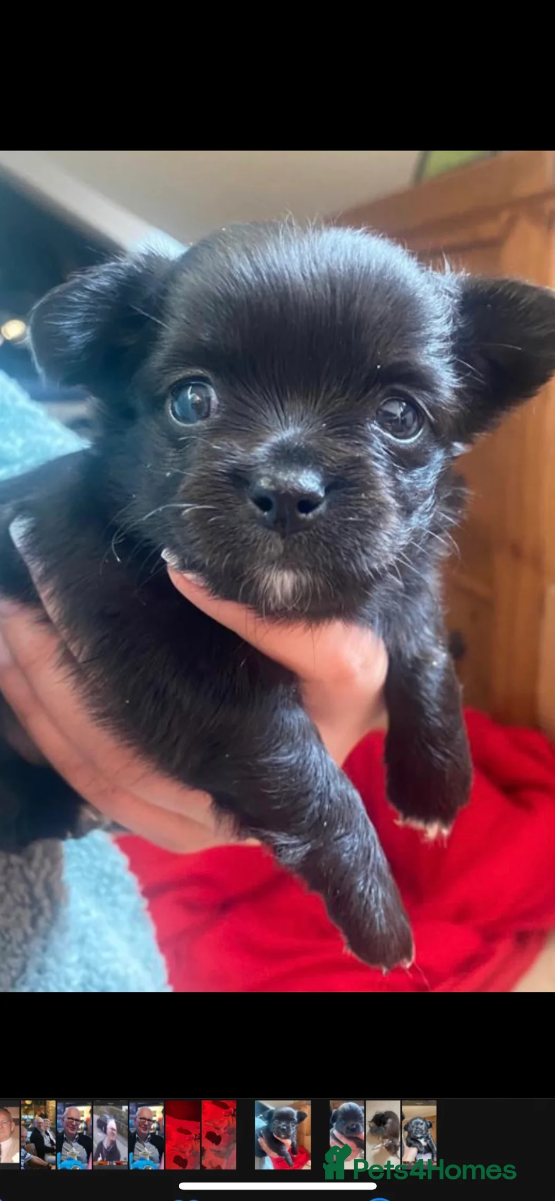 Chihuahua dogs for stud: KC Registered Blue Double KB in Chorley - Advert 21