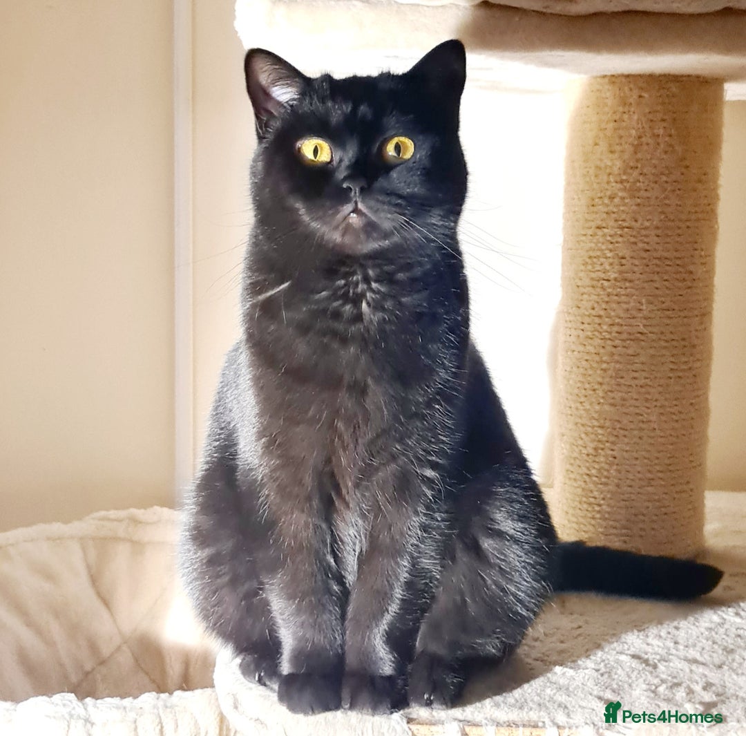 British Shorthair cats for sale: British shorthair black and blue kittens - Advert 3