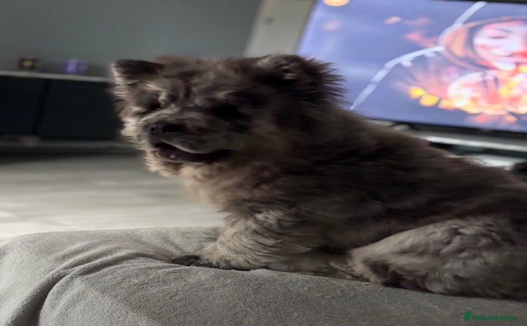 Chow Chow dogs - Advert 1