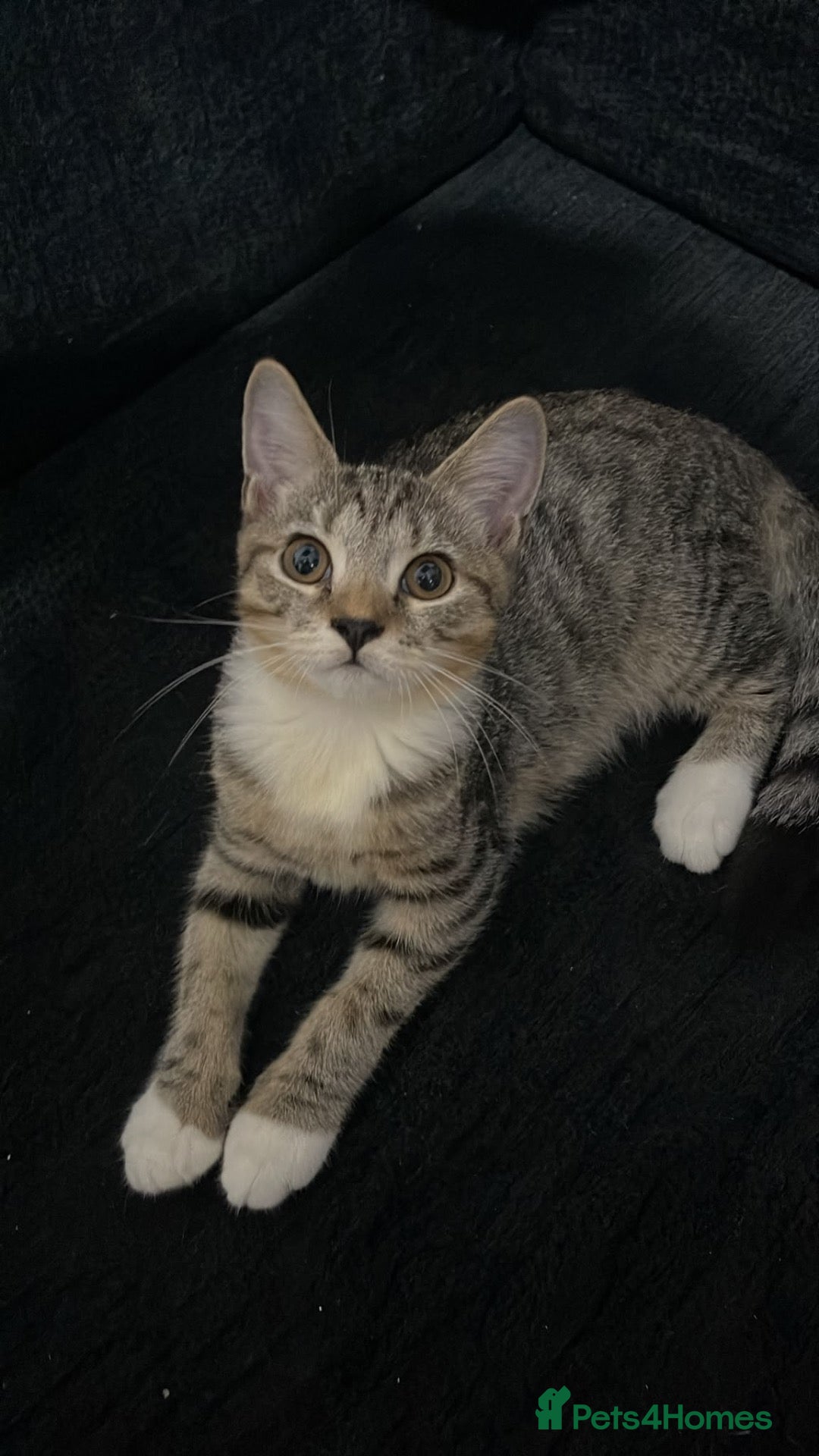 Siberian cats TeddyBear kittens for sale!  - Advert 3