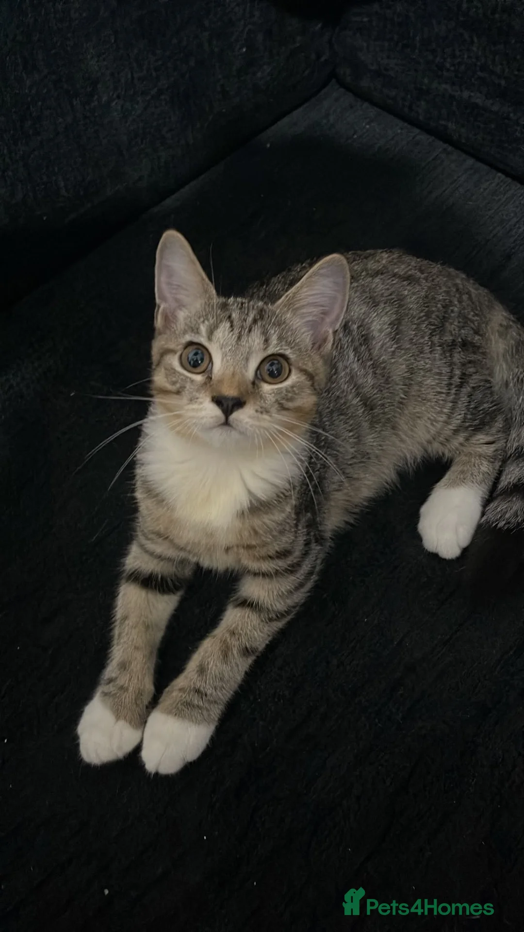 Siberian cats for sale: LAST TeddyBear kitten for sale!  - Advert 1