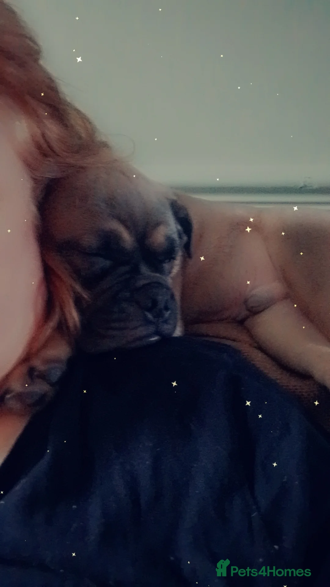 Frug dogs for sale: Frug puppy  - Advert 8