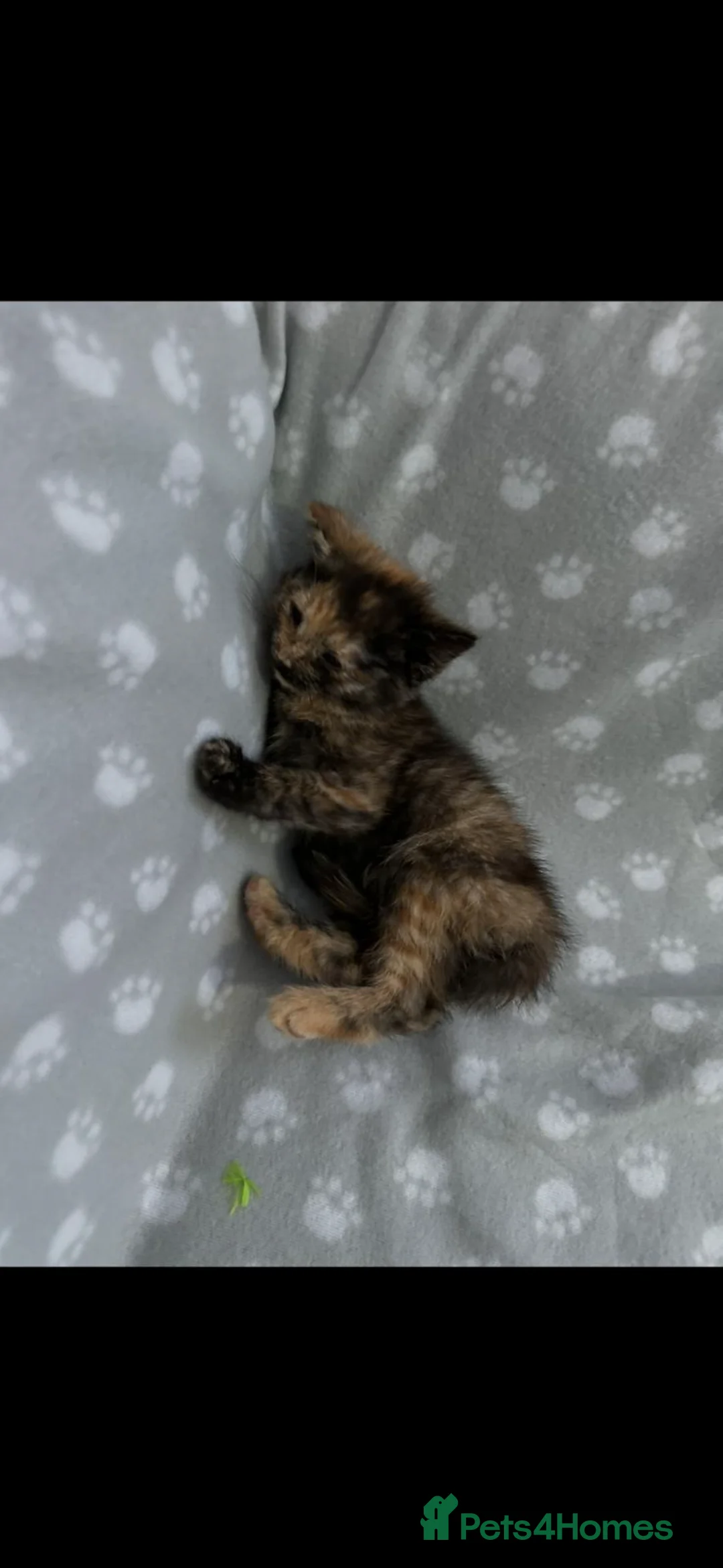 Mixed Breed cats for sale: Four mixed breed kittens - Advert 5