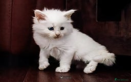 Maine Coon cats for sale: White Polydactyl boy / Russian import parents - Advert 22