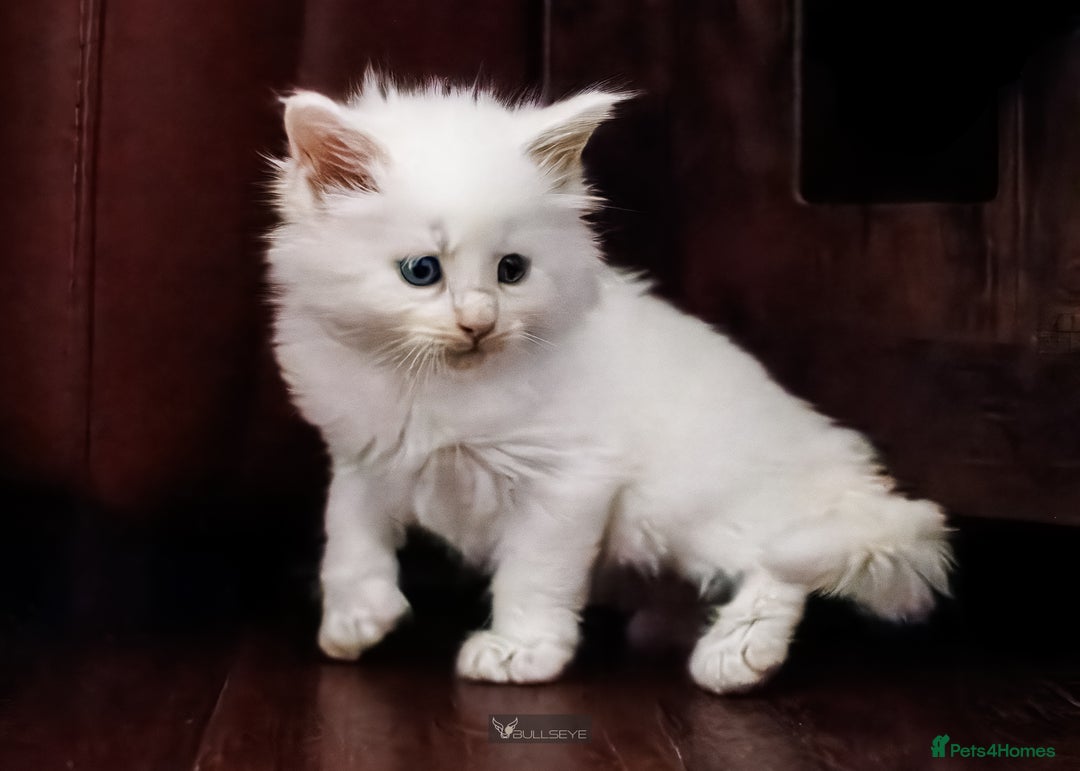 Maine Coon cats for sale: White Polydactyl boy / Russian import parents - Advert 22