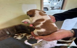 Jack Russell dogs for sale: Socialization jack russell terriers - Image 6
