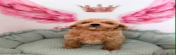Maltipoo dogs for sale: Unique Love -Tiny Asian Maltipoo  - Advert 16