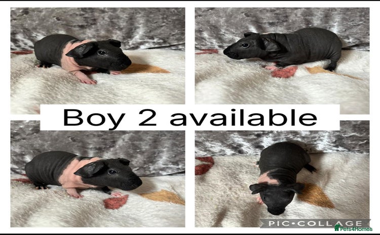 Guinea Pig rodents - Advert 5