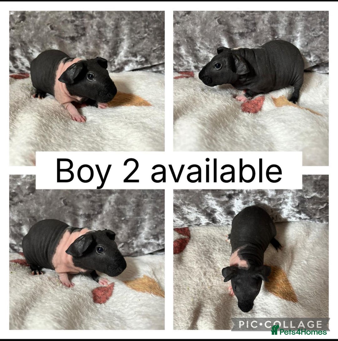 Guinea Pig rodents for sale: 2 baby male skinny pigs CAN LEAVE NOW! - Image 1