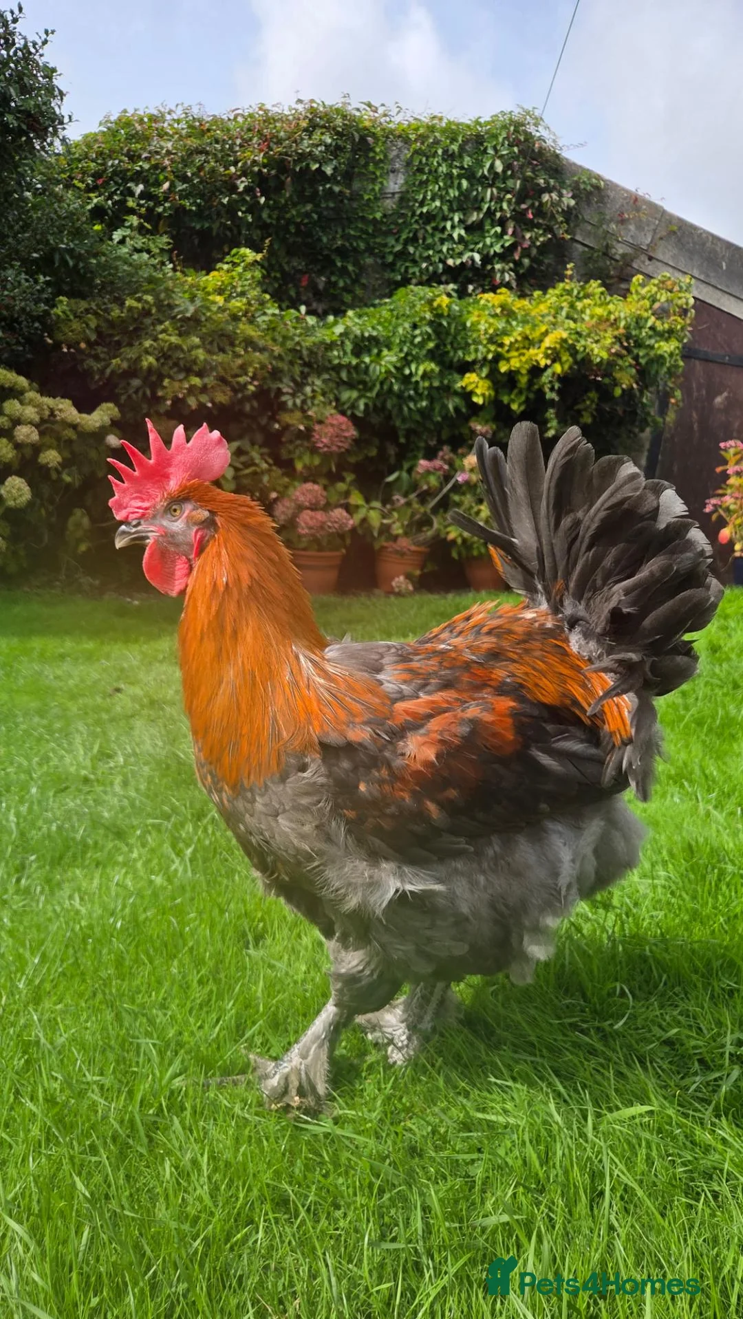 Chickens poultry for sale: French copper maran cockerel  - Advert 2