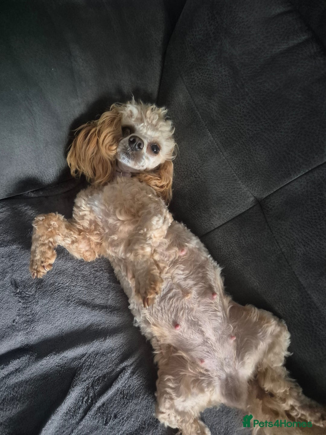 Maltipoo dogs for sale: Maltipoo puppies ready in 8 weeks  - Image 2