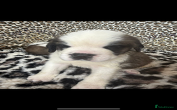 Saint Bernard dogs for sale: Health tested home raised puppies  in Thetford - Image 23