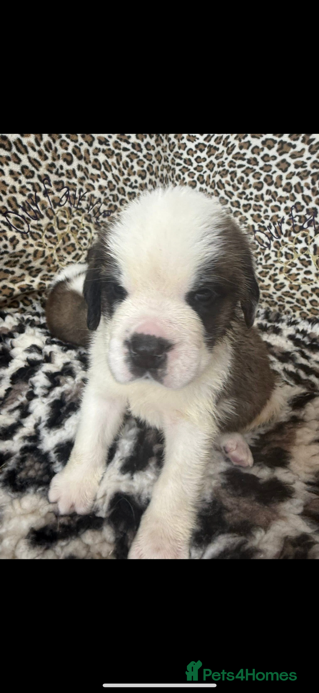 Saint Bernard dogs for sale: Health tested home raised puppies  in Thetford - Image 23